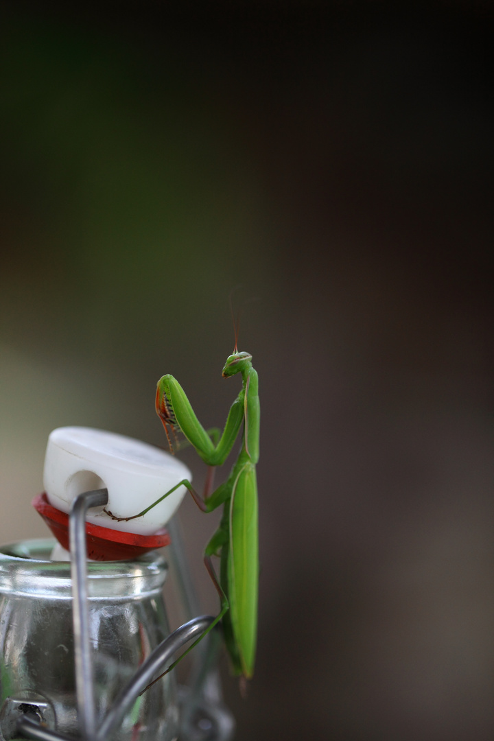 Besuch auf der Wasserflasche (zum Glück NICHT auf der Weinflasche!)