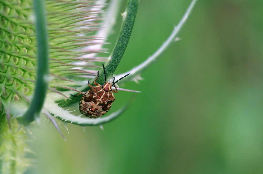 Besuch auf der Wilden Karde