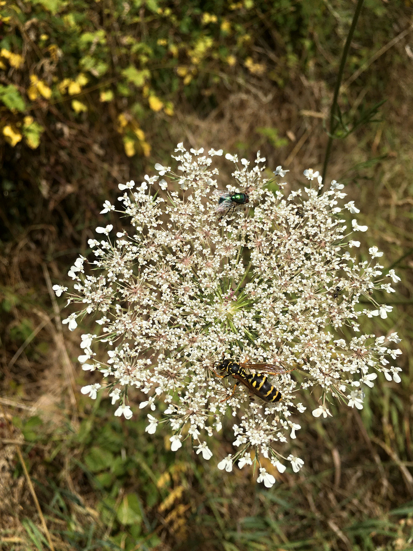 Besuch auf der wilden Möhre