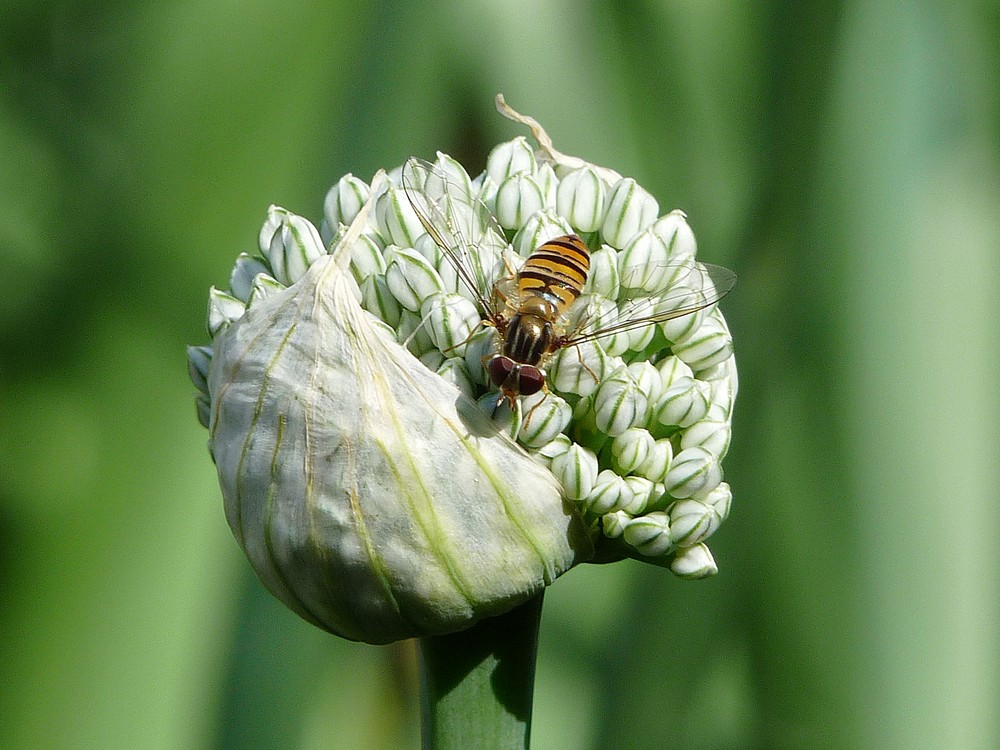 Besuch auf der Zwiebelblüte