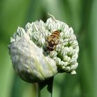 Besuch auf der Zwiebelblüte