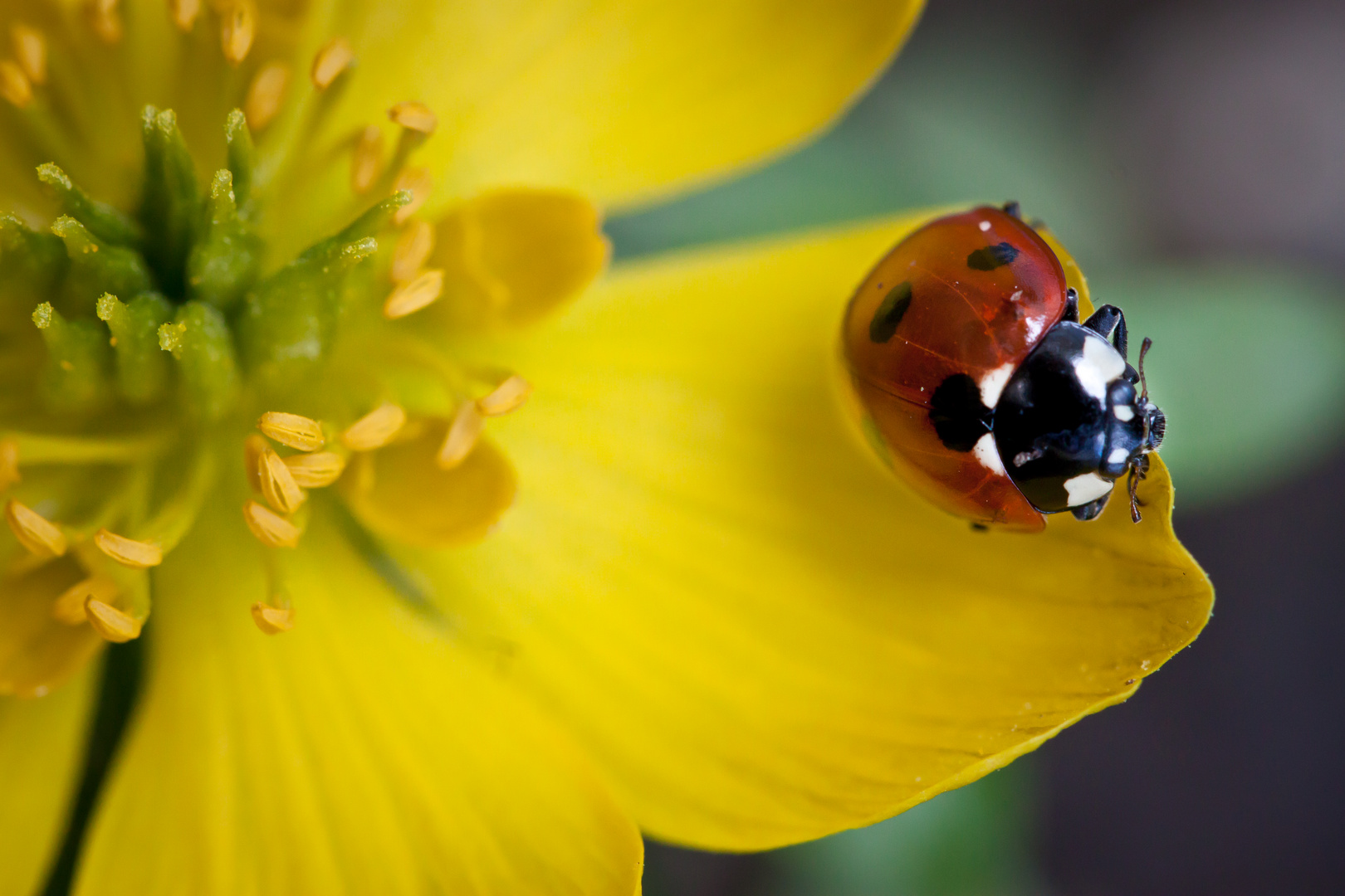 Besuch auf einem Winterling