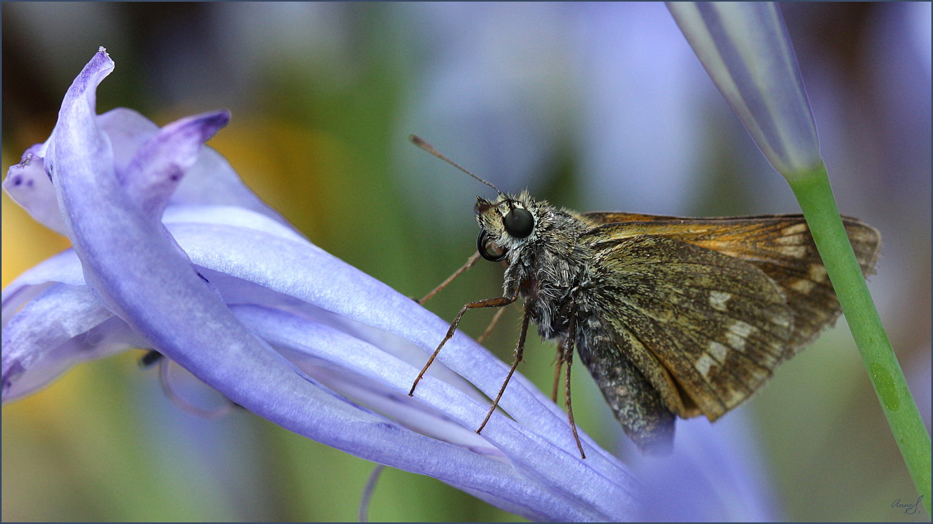 Besuch auf einer Agapanthusblüte am Tag ..