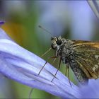 Besuch auf einer Agapanthusblüte am Tag ..