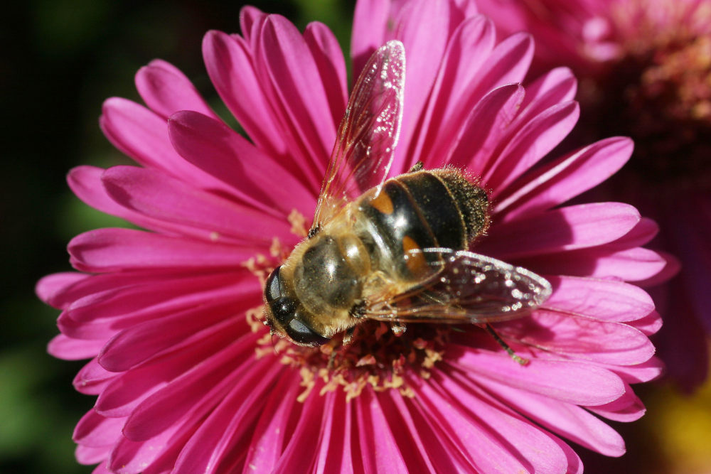 Besuch auf einer Blüte.