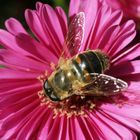 Besuch auf einer Blüte.