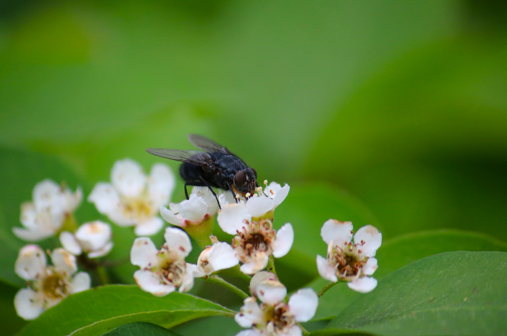 Besuch auf einer Blüte