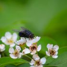 Besuch auf einer Blüte