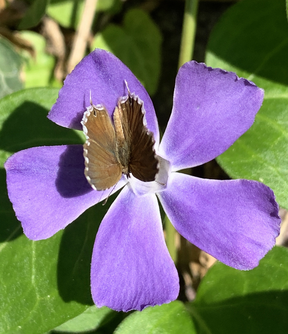 Besuch auf einer Blüte