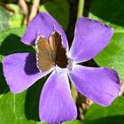 Besuch auf einer Blüte