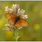 Besuch auf einer Blume