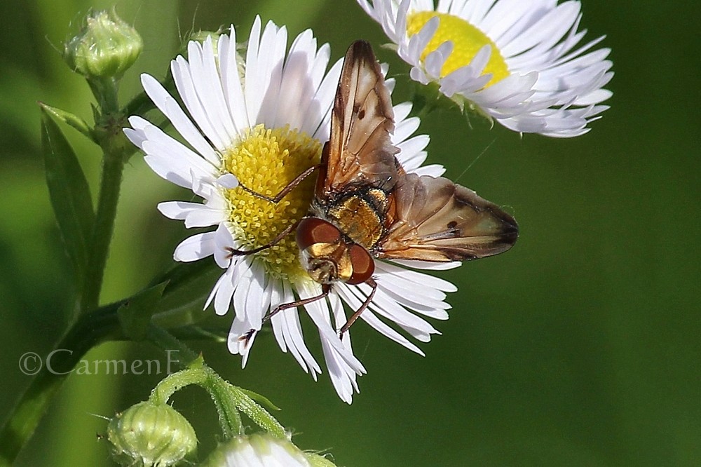 Besuch auf einer Blume