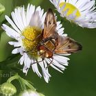 Besuch auf einer Blume