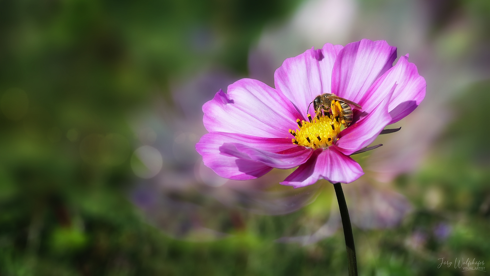 Besuch auf einer Cosmea