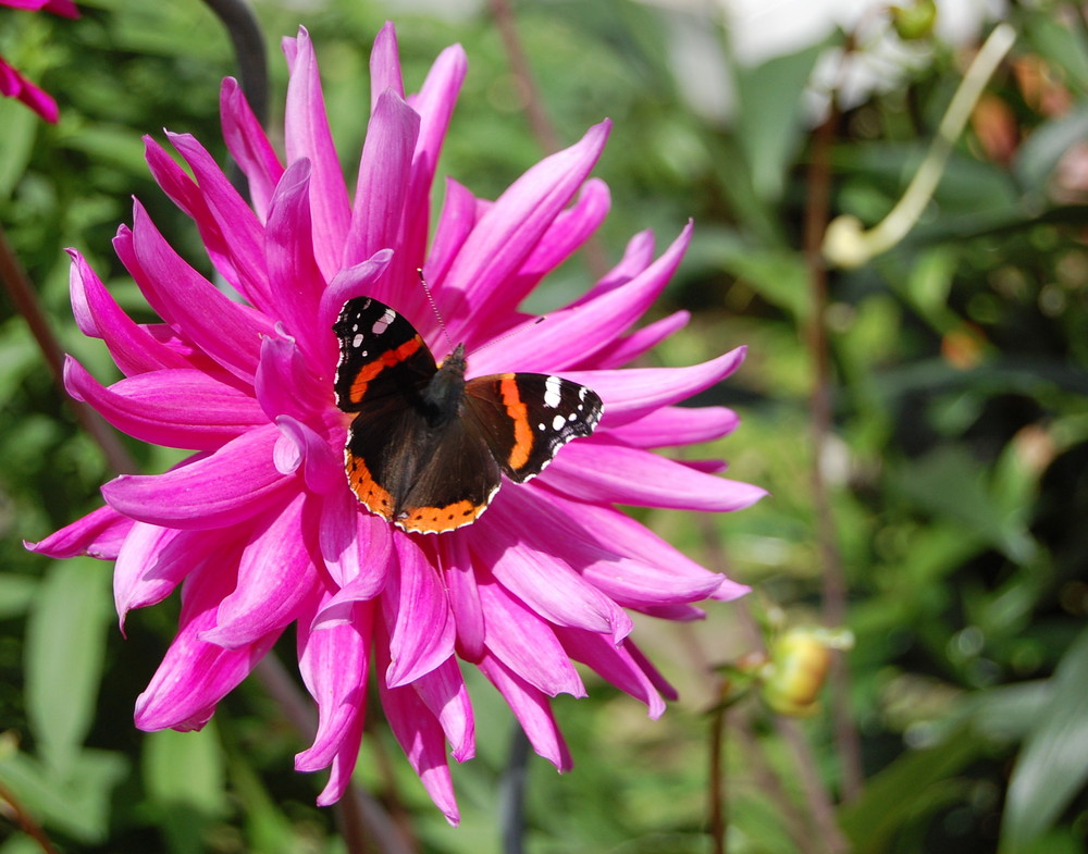 Besuch auf einer Dahlie