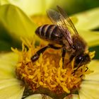 Besuch auf einer Dahlienblüte