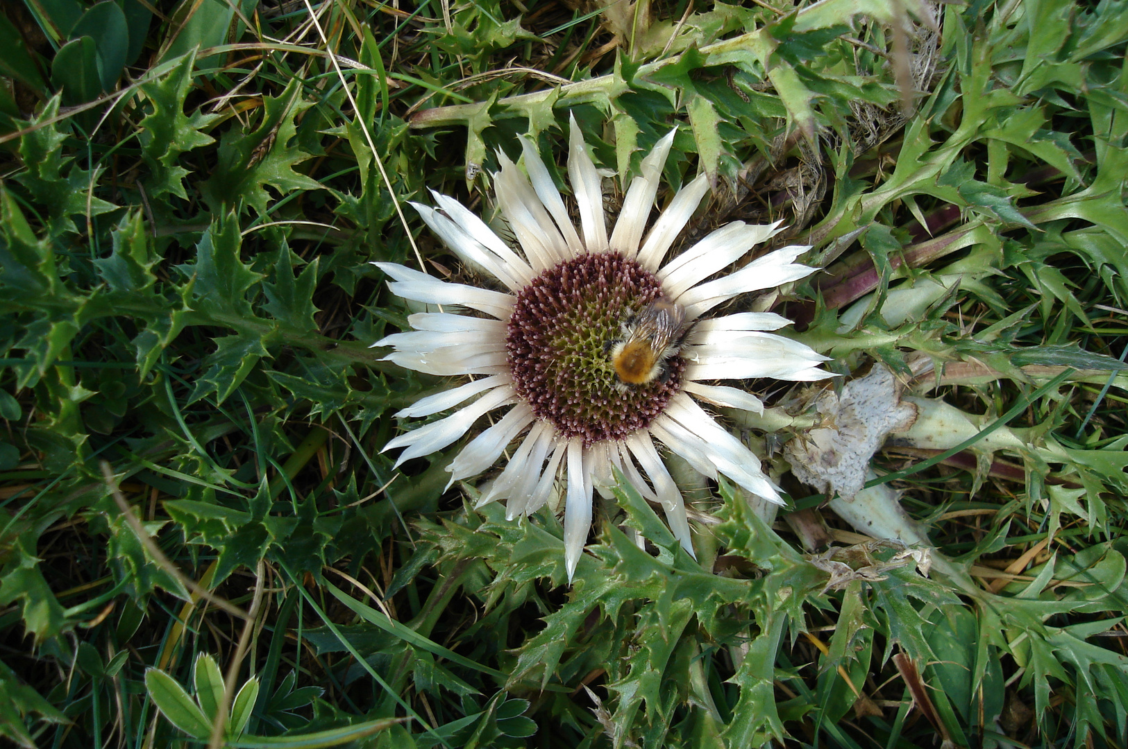 Besuch auf einer Distelblüte