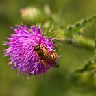 Besuch auf einer Distelblüte