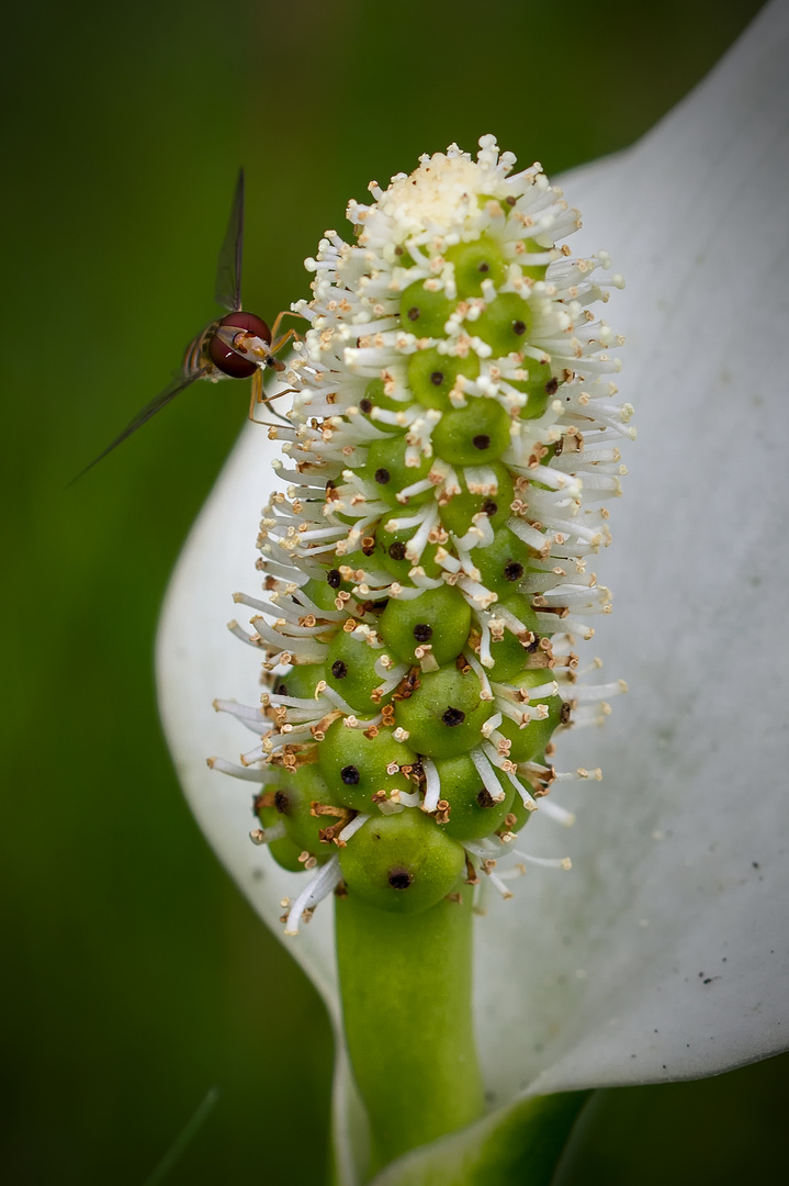 Besuch auf einer DrachenwurzBlüte Foto & Bild pflanzen, pilze