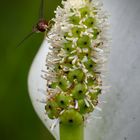 Besuch auf einer Drachenwurz-Blüte