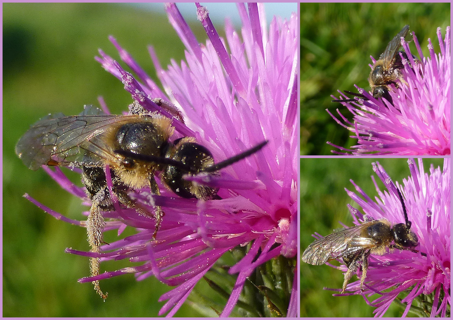 Besuch auf einer Flockenblume