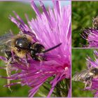 Besuch auf einer Flockenblume