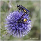 Besuch auf einer Kugeldistel