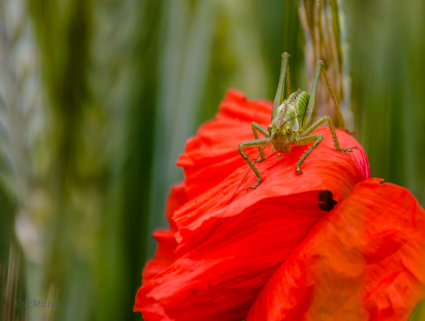 Besuch auf einer Mohnblüte