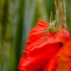 Besuch auf einer Mohnblüte