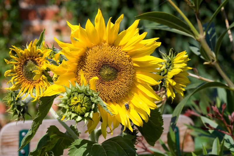 Besuch auf einer Sonnenblume ...