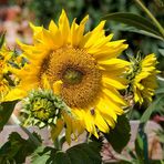 Besuch auf einer Sonnenblume ...