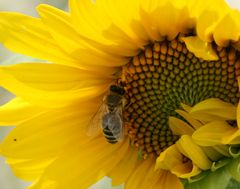 Besuch auf einer Sonnenblume