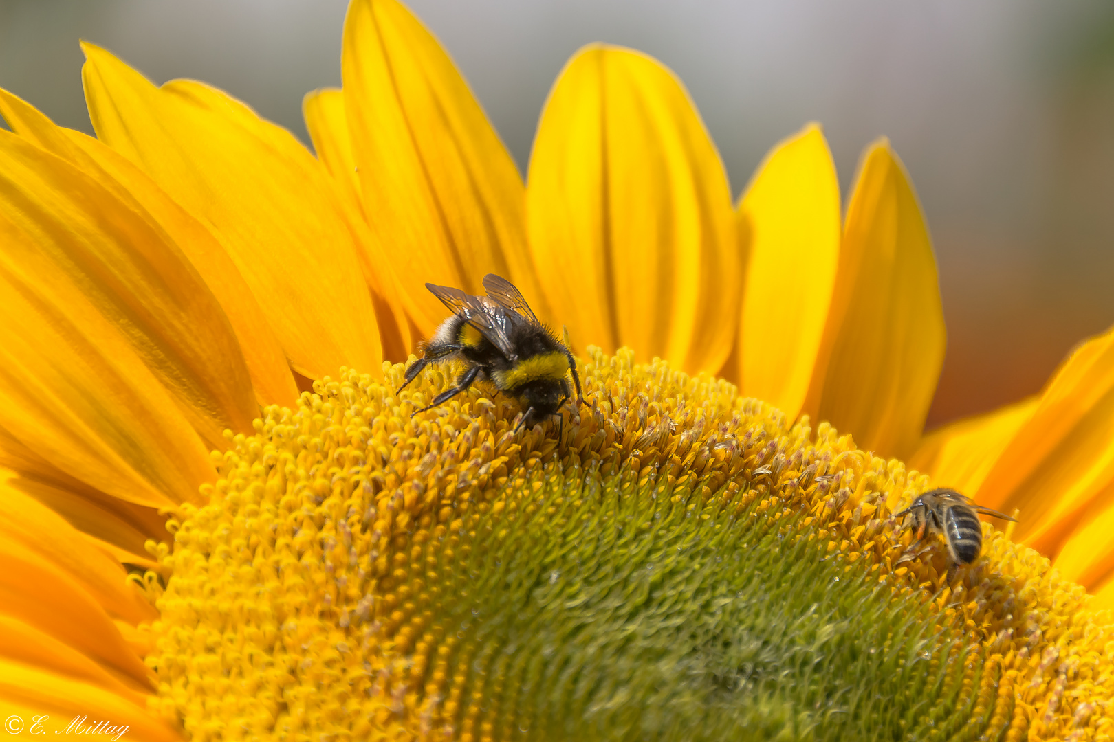 Besuch auf einer Sonnenblume