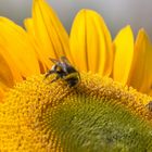 Besuch auf einer Sonnenblume