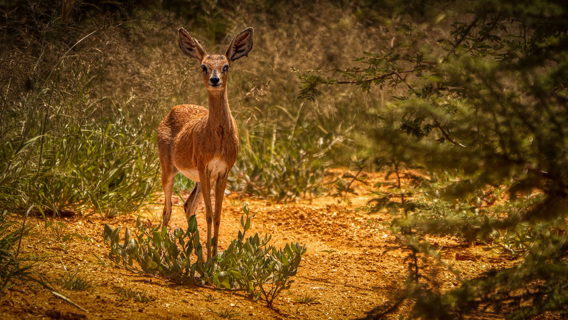 Besuch auf ERINDI PRIVATE GAME RESERVE (1)