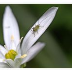 Besuch auf fremden Stern