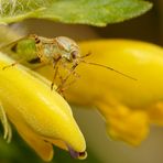 Besuch auf gelber Blüte