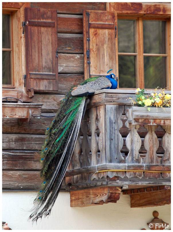 Besuch auf Gut Aiderbichl