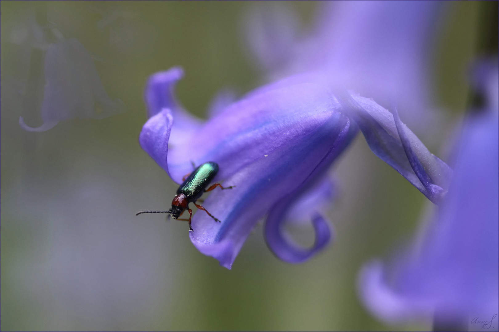 Besuch auf Hasenglöckchenblüte