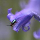 Besuch auf Hasenglöckchenblüte