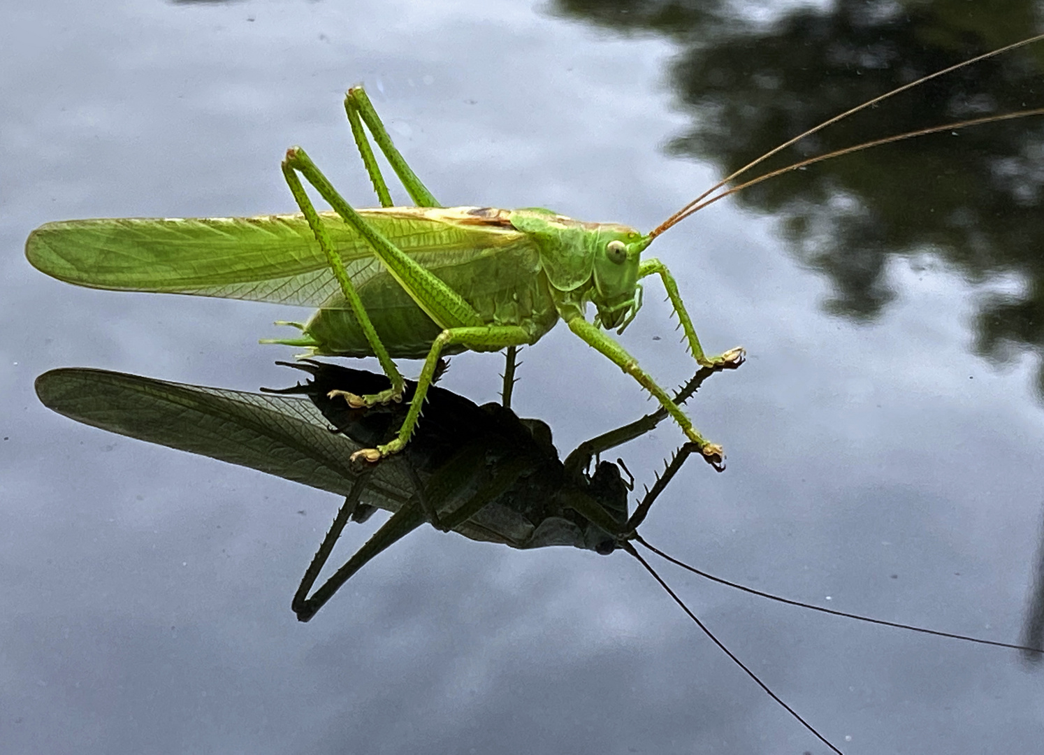 Besuch auf meinem Autodach