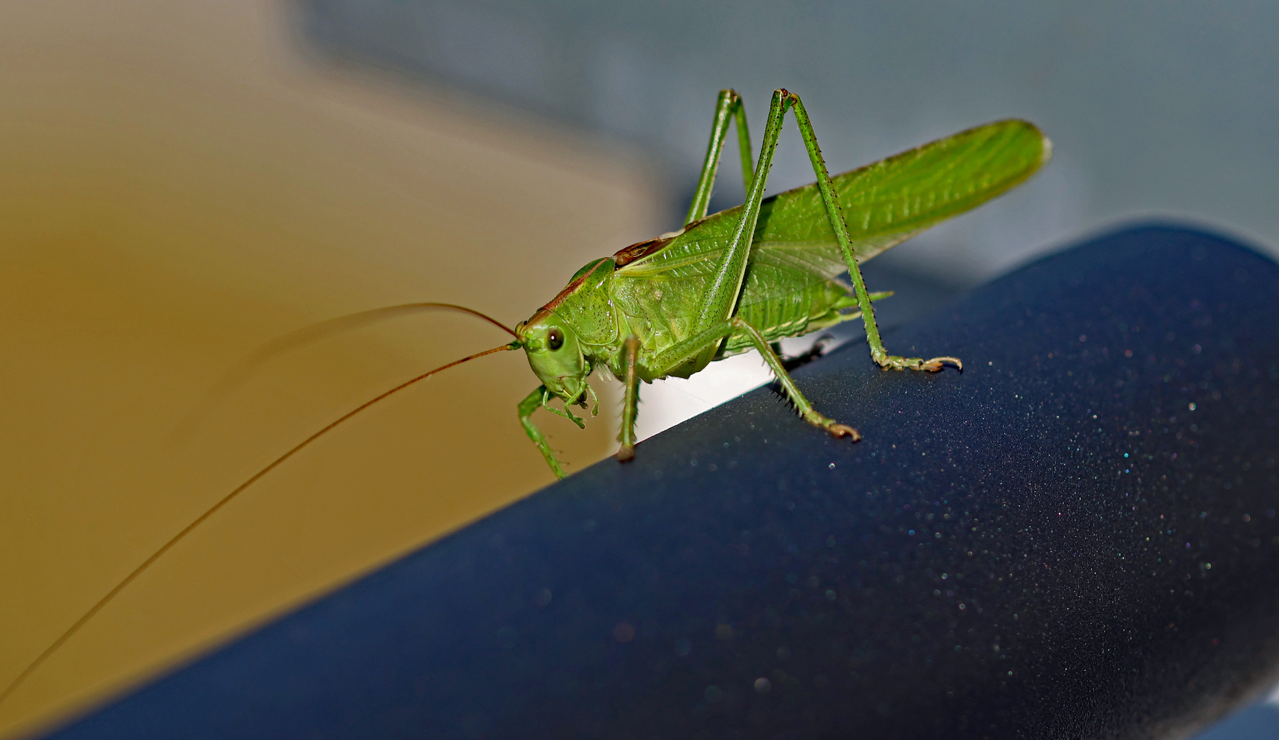 Besuch auf meinem Balkon