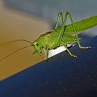 Besuch auf meinem Balkon