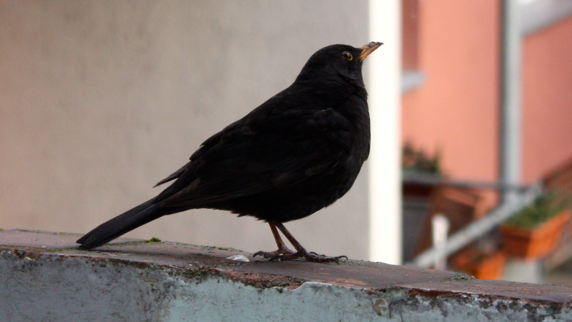 Besuch auf meinem Balkon