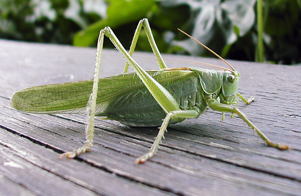 Besuch auf meinem Balkon