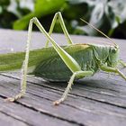 Besuch auf meinem Balkon