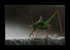 Besuch auf meinem Balkon