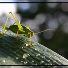 Besuch auf meinem Balkon