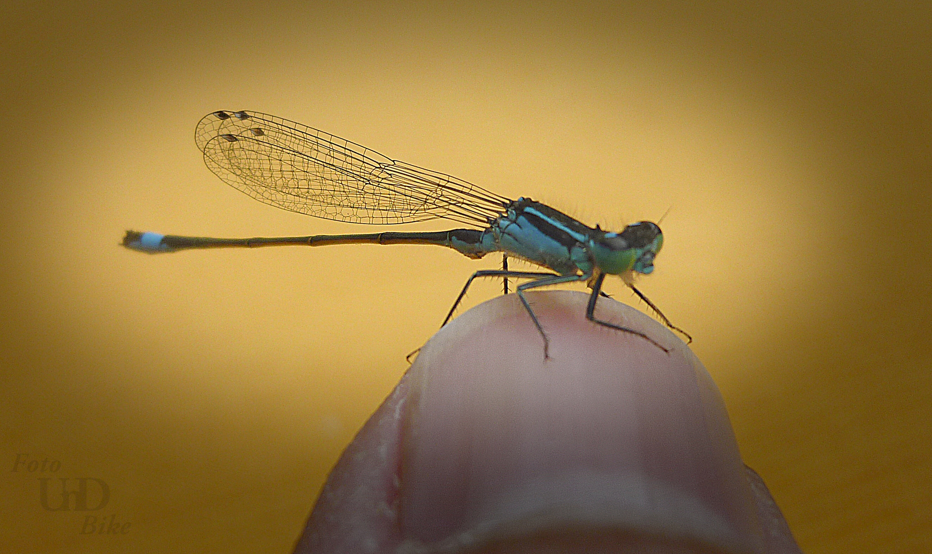 Besuch auf meinem Daumennagel