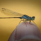 Besuch auf meinem Daumennagel